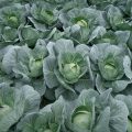 Increasing Cabbage Yield through SSNM 6