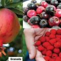 Promoting the less-known, phytochemical-rich Pinoy fruits 1