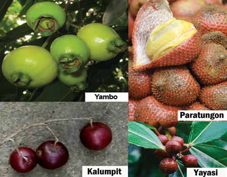 phytochemical-rich Pinoy fruits