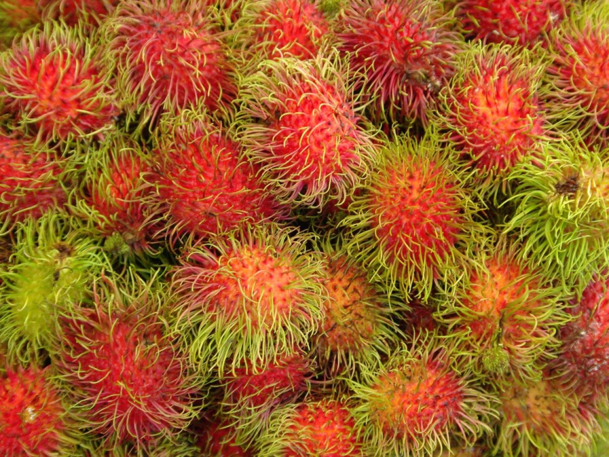Árvore com frutas difusas vermelhas escuras