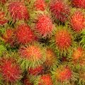 Rambutan: The exotic fruit of Southeast Asia 4