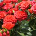 How to Grow Roses 2