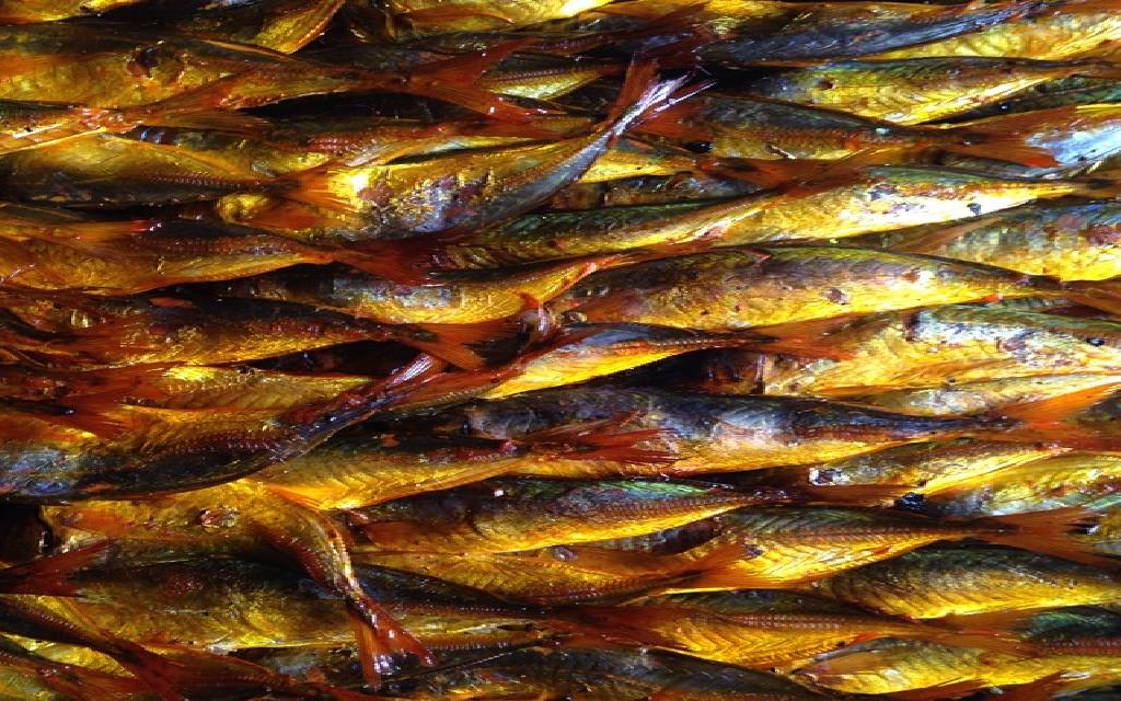 smoked fishtinapa lifeisbeautiful itsmorefuninthephilippines yummy 9pmhabit sarapmagingpilipino igersmanila igheartattack igersphilippines