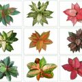 Brighten your homes with aglaonema 6
