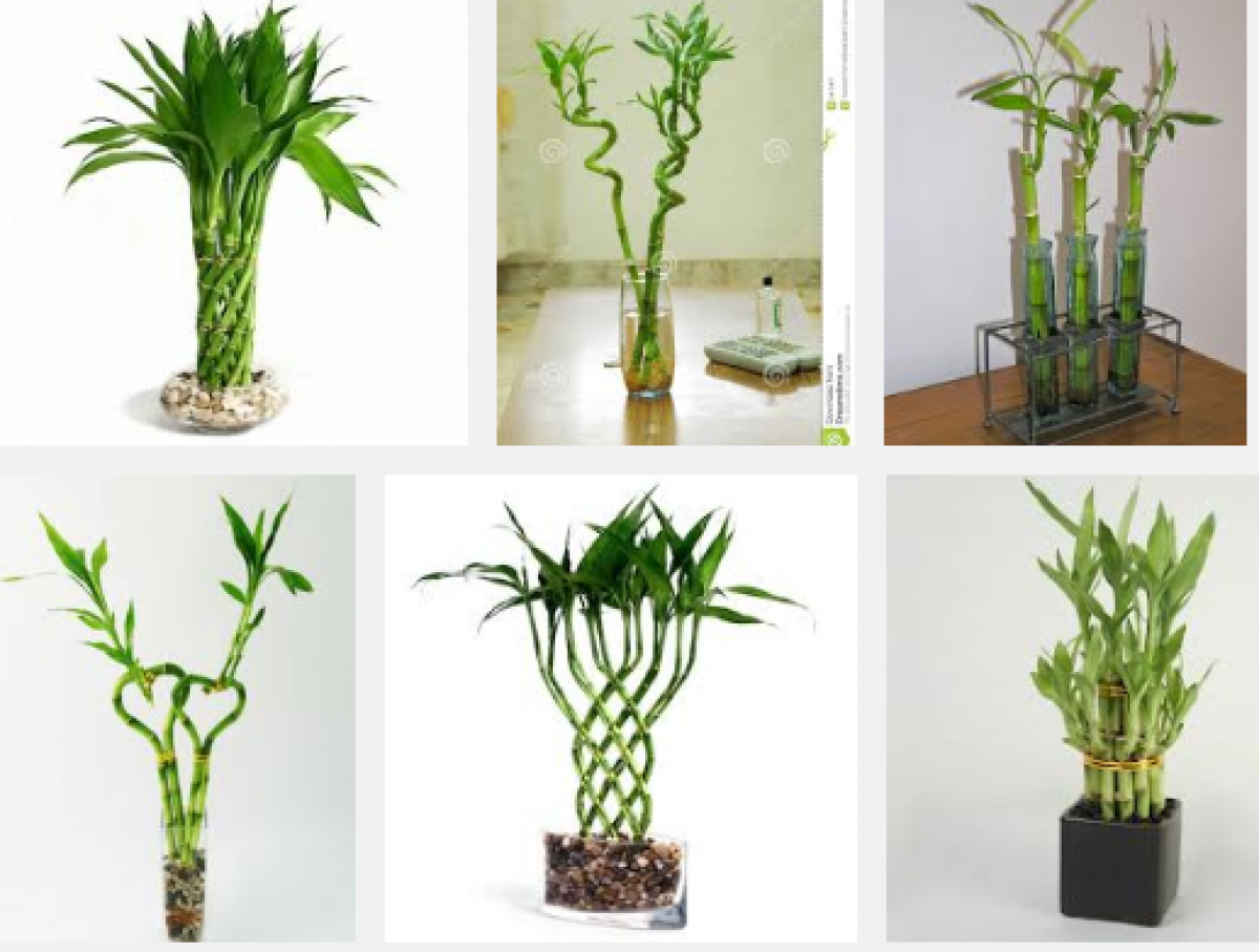 Cashing In With The 'lucky Bamboo'