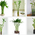 Cashing in with the 'lucky bamboo' 2