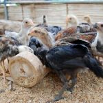 A science-based approach in raising native chicken 11
