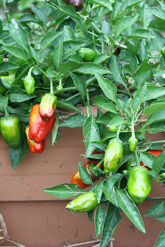 sweet pepper photo
