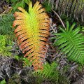 Saving endangered and endemic ferns 1