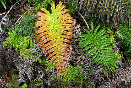 4798339672_9b7e830064_endemic-ferns