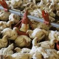 Poultry Contract Growing Business with Vitarich 5