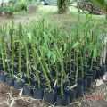 Bamboo propagation via branch cuttings to assist farmers in production 1