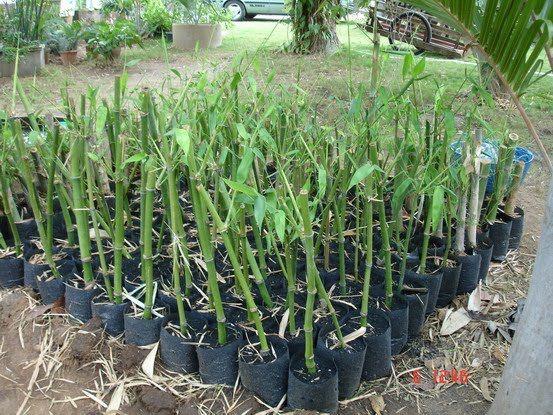 bamboo propagation