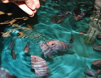 Astaxanthin supplier Astaxanthin supplier