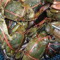 Formulated feed for grow-out culture of mud crab identified 6