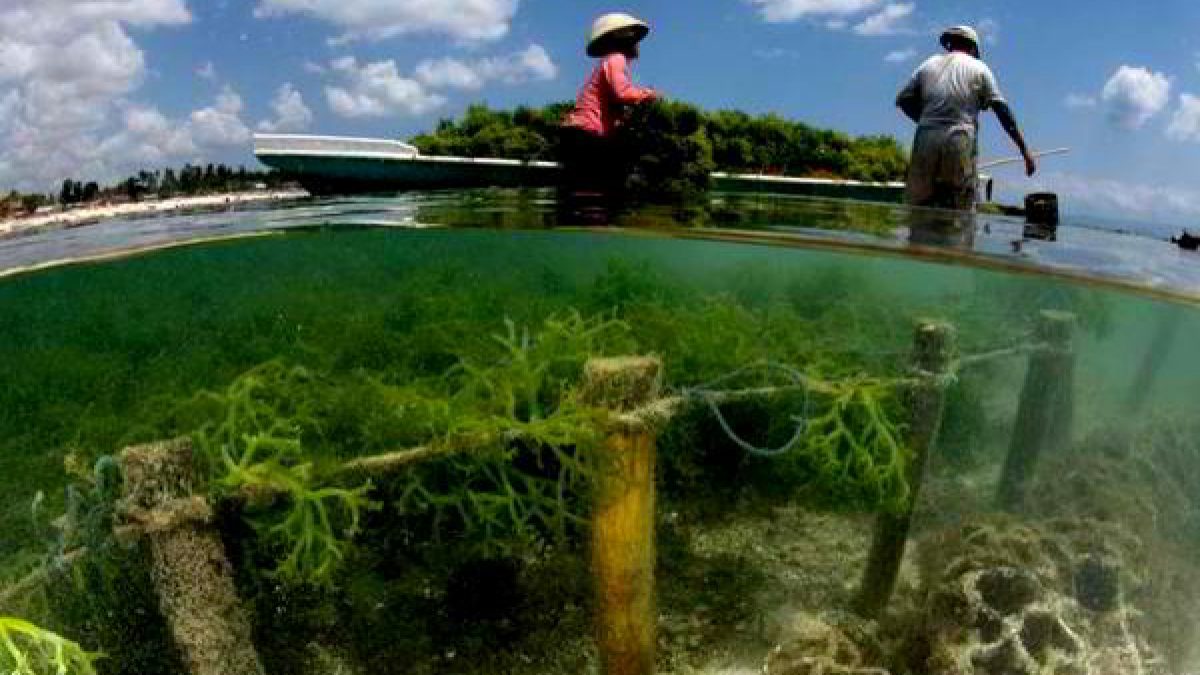 types of seaweeds in the philippines