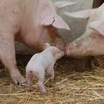 Application of gene markers to improve swine productivity 1