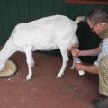 goat feed goat milk