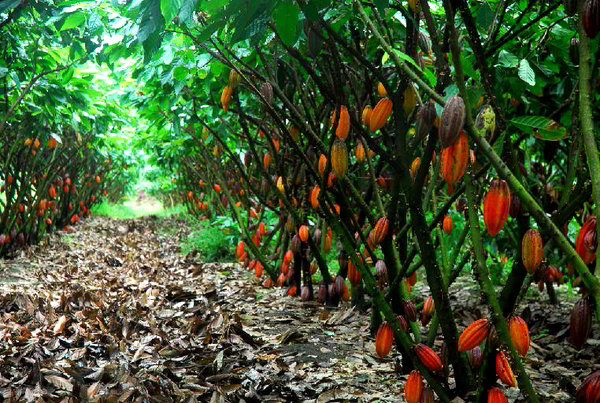 cacao production