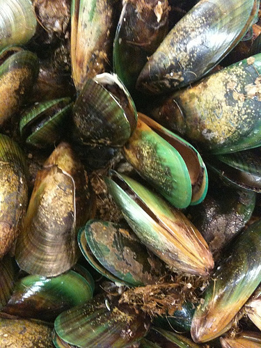 mussels photo