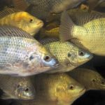 Tilapia Feeding Strategies for More Income 2