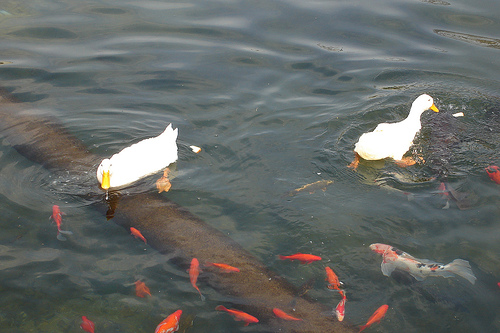 ducks and fish photo