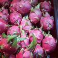 Dragon fruit can now be produced off-season 2