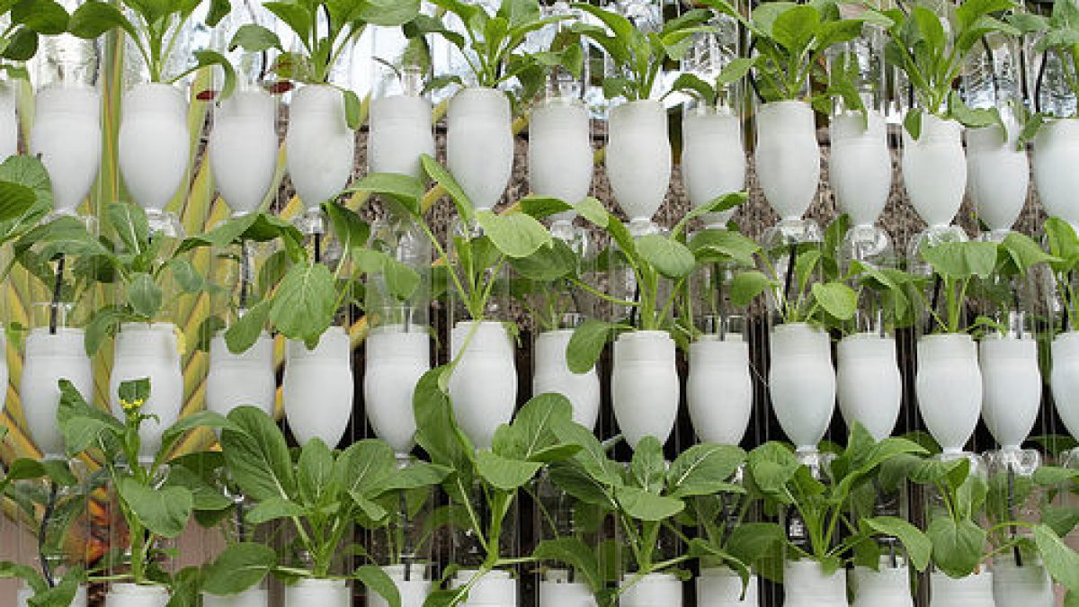 Hydroponics Finds Its Way Into Backyards - How To Start A Plant Business Philippines
