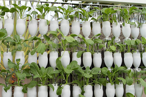 hydroponics photo