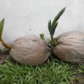 Somatic embryogenesis, a promising technology to mass propagate coconut 5