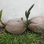Somatic embryogenesis, a promising technology to mass propagate coconut 7