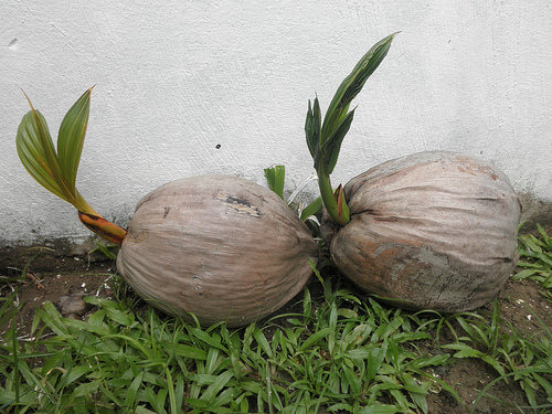 coconut seedling photo