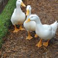 Philippine Mallard Duck egg production soon to increase 8