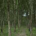 Rubber Tree Production Guide 1