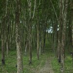 Rubber Tree Production Guide 4