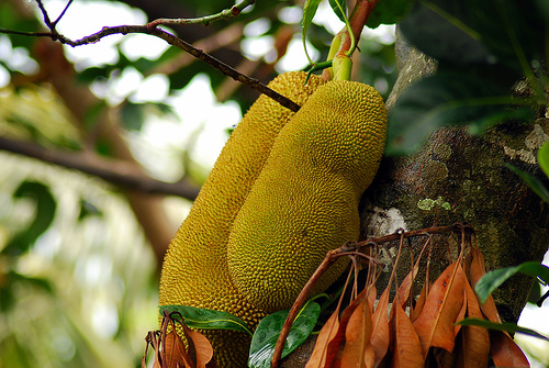 jackfruit photo
