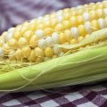 Quality Protein Maize (QPM): A high-protein corn for swine and poultry 2