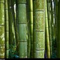 Bamboo: Today’s alternative to timber 2