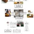 Coconut Processing Technology: Coconut Flour 6