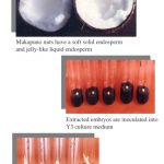 Coconut Embryo Culture for the Propagation of Macapuno Seedlings 5