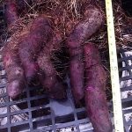 How to Grow Ubi (Yam) 2