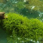 Health and wellness benefits from seaweeds explored 1