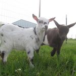 Bulacan college puts up breeding station that raised goat inventory by 100%, to produce meat loaf from chevon 1