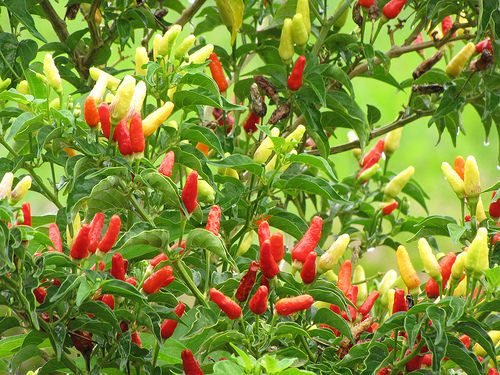 chili pepper farm photo