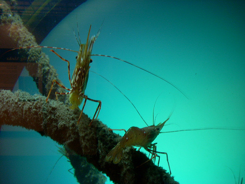 shrimps photo
