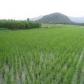 Cabiao marsh land farmers fast expanding hybrid rice area to 100 hectares from only 30 hectares 3
