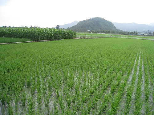 cabiao marsh hybrid rice photo
