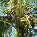 Coconut Production Guide 9