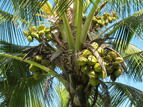coconuts photo