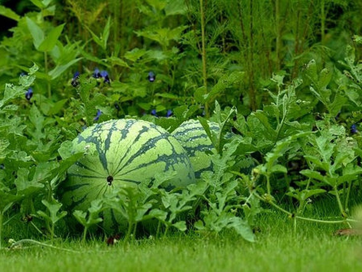 Watermelon Production Guide How To Grow Watermelon